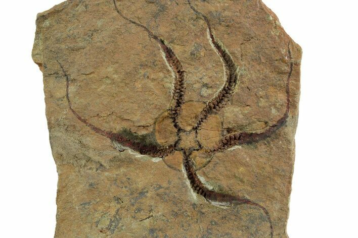Detailed Ordovician Brittle Star (Ophiura) - Morocco #350442